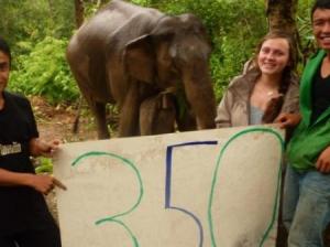 Help Freed Elephants in Thailand